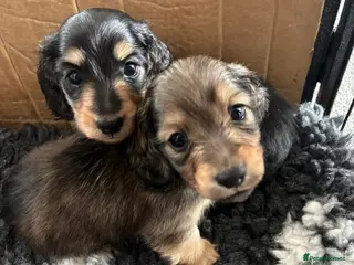 Miniature Dachshund dogs Miniature longhaired dachshund puppy - Advert 7