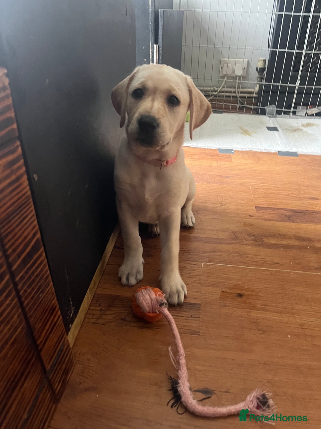 Labrador Retriever dogs for sale: Gorgeous, chunky pedigree Labrador puppy - Advert 30