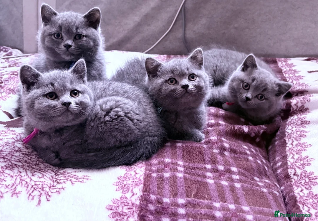 Brazilian Shorthair cats for sale: Adorable British Shorthair Kittens – - Advert 10