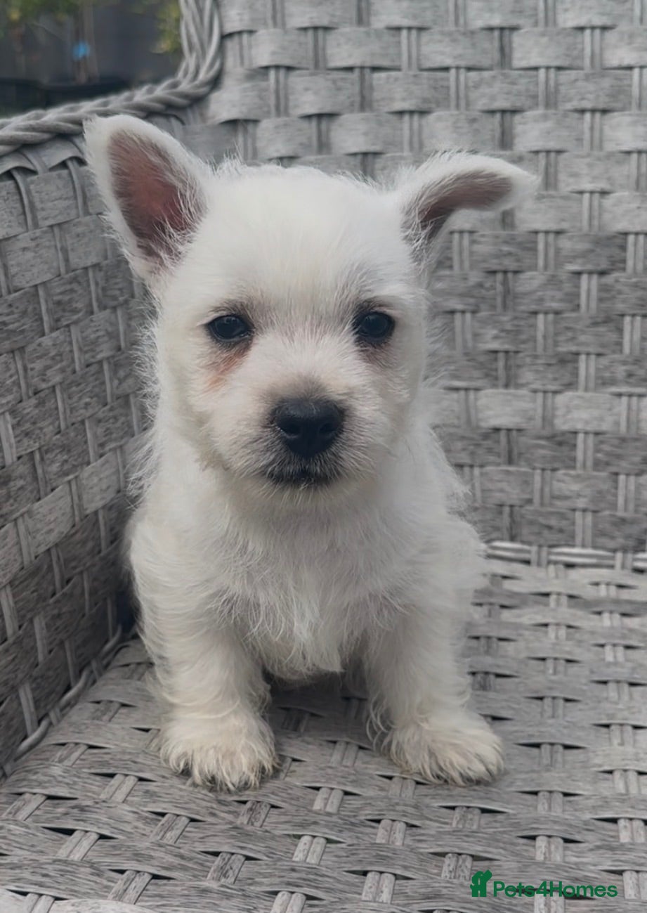 West Highland Terrier dogs West Highland Terrier Pups looking new home - Advert 1