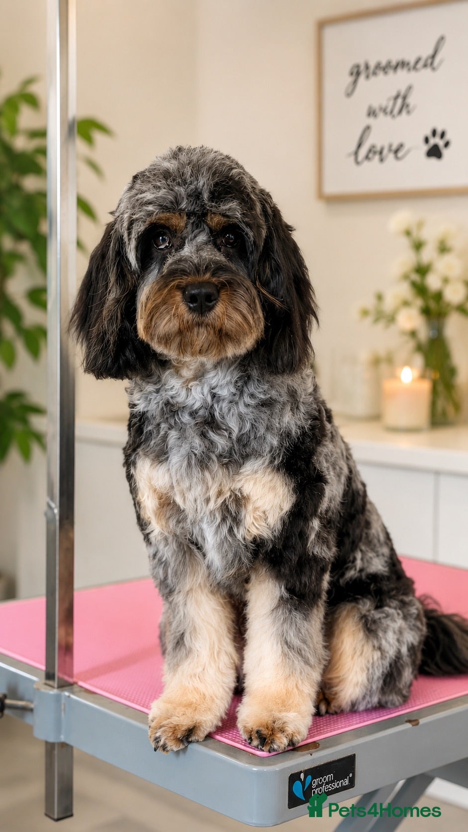 Cavapoo dogs F1 Merle & Tan Cavapoo for Stud  - Advert 6