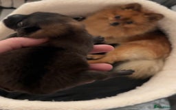 Pomeranian dogs for sale: Small Pomeranian puppies  - Advert 17