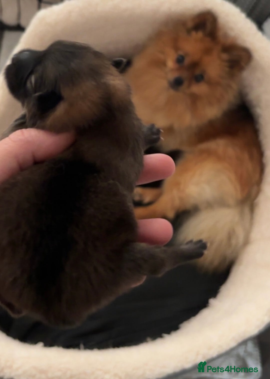 Pomeranian dogs for sale: Small Pomeranian puppies  - Advert 17