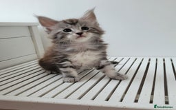 Maine Coon cats for sale: Tica registered maine coon kittens  - Image 10