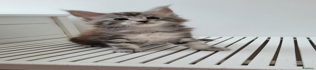 Maine Coon Kitten 4