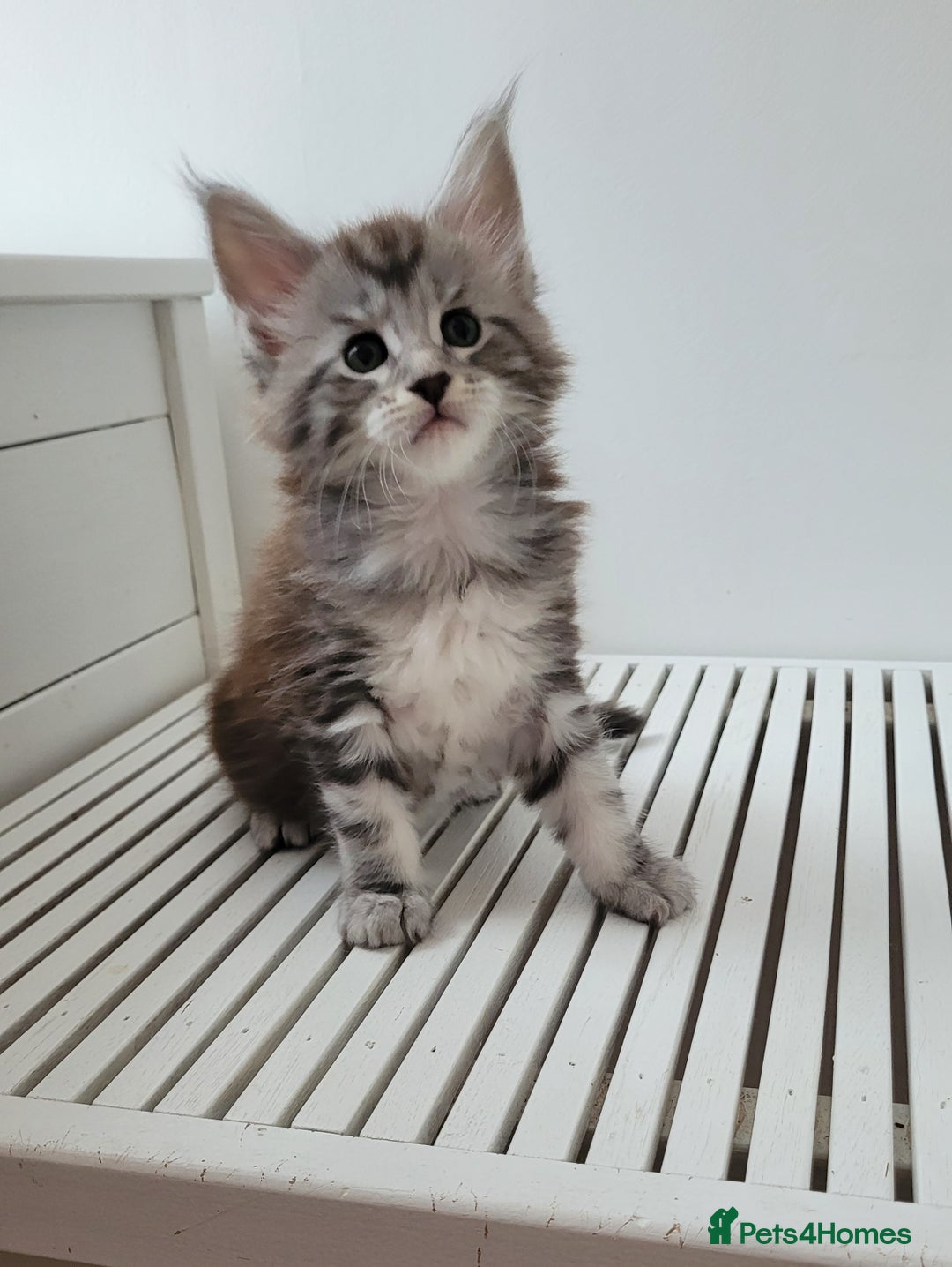 Maine Coon cats for sale: Tica registered maine coon kittens  - Image 10