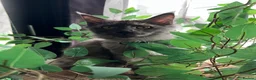 Maine Coon cats for sale: Beautiful 🐈‍⬛  - Advert 5