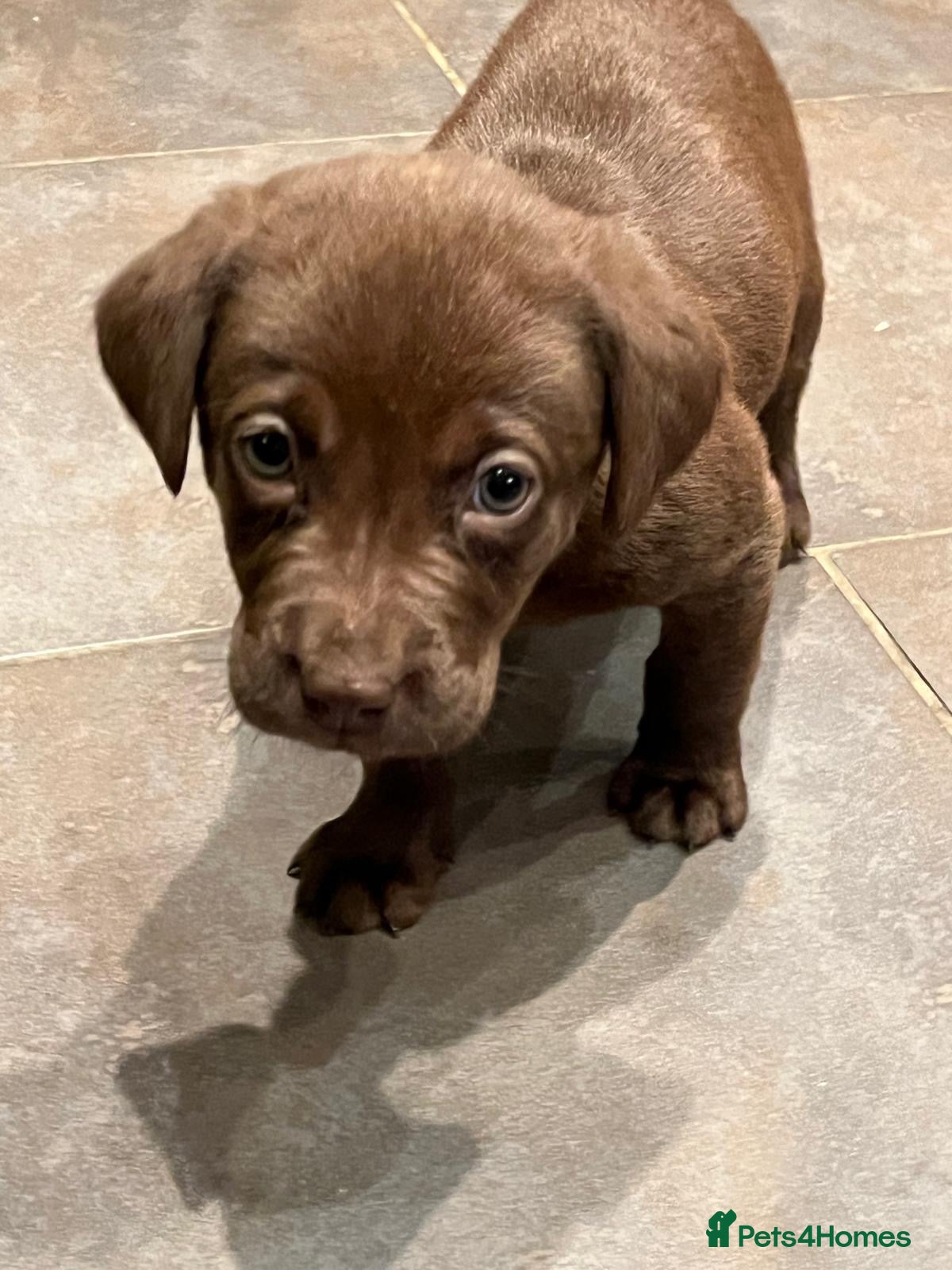 Labrador Retriever dogs for sale: 1 Boy Available Chocolate Labrador Puppy  - Advert 4