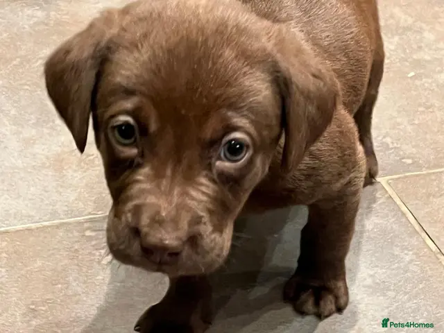 Labrador Retriever dogs for sale: 1 Boy Available Chocolate Labrador Puppy - Advert 4