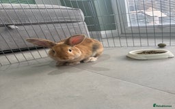 Lionhead rabbits for sale: Mini pop x lion head  - Image 2