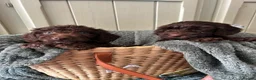Goldendoodle dogs for sale: Australian goldendoole puppies chocolate  - Advert 15