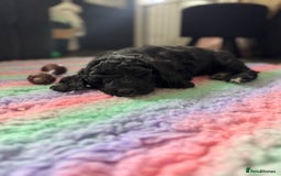 Sheepadoodle dogs for sale: Miniature Sheepadoodles (F1) - Image 7