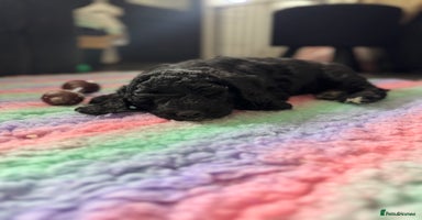 Sheepadoodle dogs - Advert 4