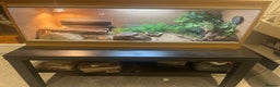 Leopard Gecko reptiles for sale: Leopard Gecko with full tank set up. - Advert 2