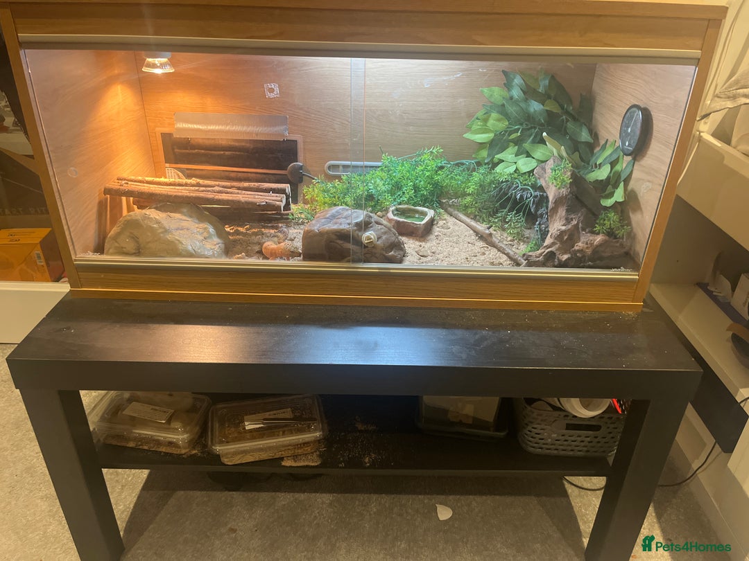 Leopard Gecko reptiles for sale: Leopard Gecko with full tank set up. - Advert 2