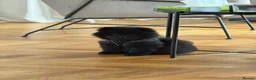 Chow Chow dogs for sale: Black Chow Chow Puppy Full Starter Pack Included in Manchester - Advert 2