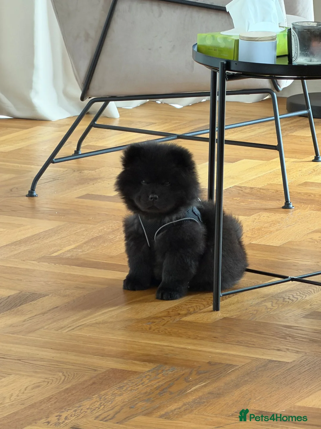 Chow Chow dogs for sale: Black Chow Chow Puppy Full Starter Pack Included in Manchester - Advert 2