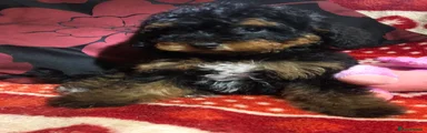 Mixed Breed 2