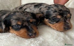 Miniature Dachshund dogs for sale: 1 boy left beautiful silver dapple boys  - Image 14
