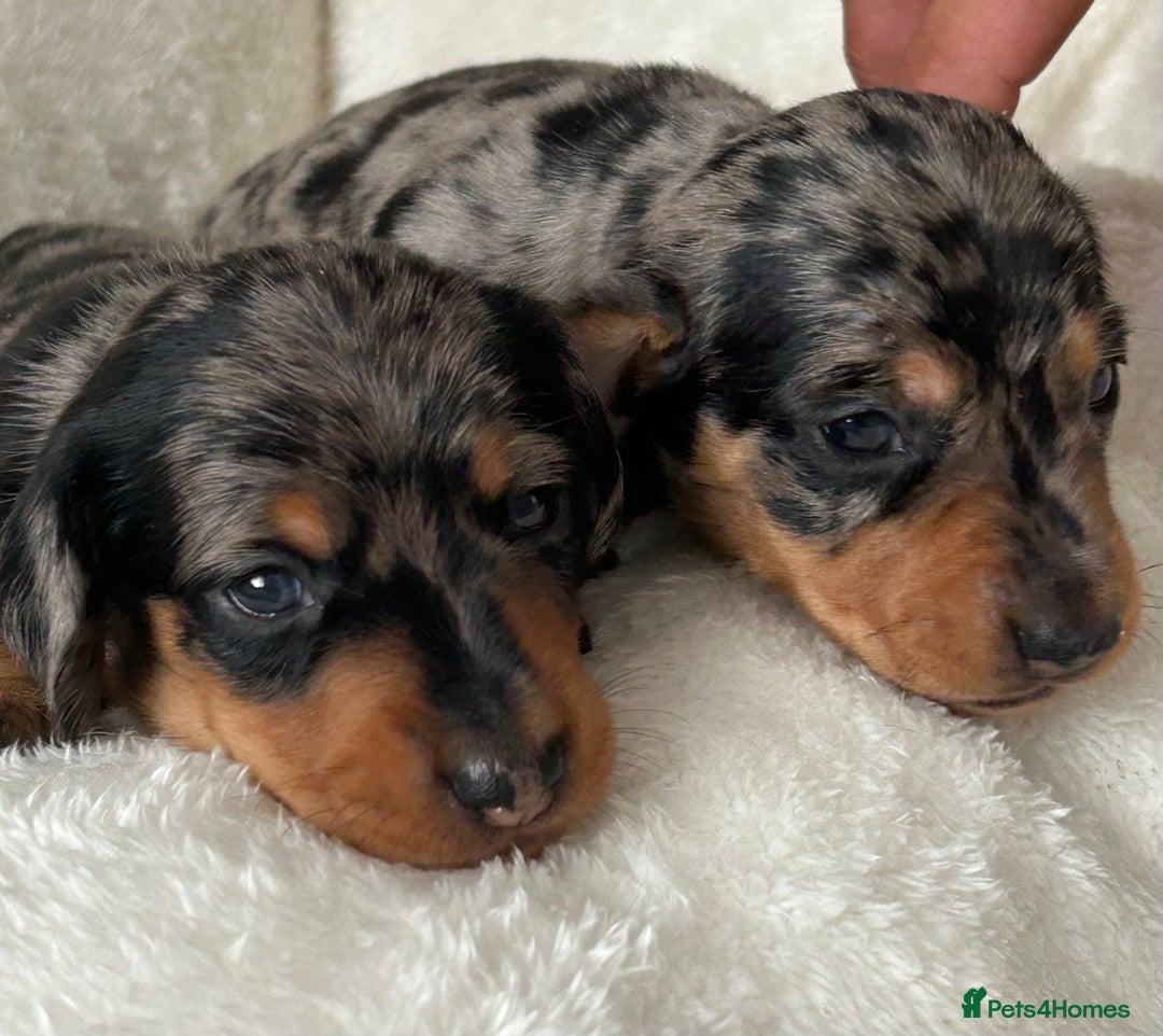 Miniature Dachshund dogs for sale: 1 boy left beautiful silver dapple boys  - Image 14