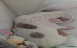 Staffordshire Bull Terrier dogs for sale: Am Staff White blue merle spots  - Image 5