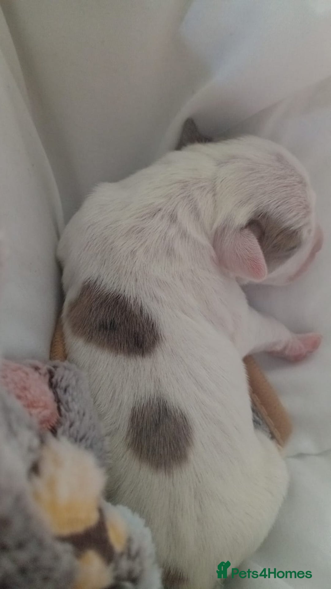 Staffordshire Bull Terrier dogs for sale: Am Staff White blue merle spots  - Image 5