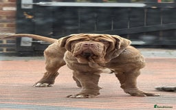 Neapolitan Mastiff dogs for sale: Nelly and vinnie Neapolitan mastiff  - Image 8