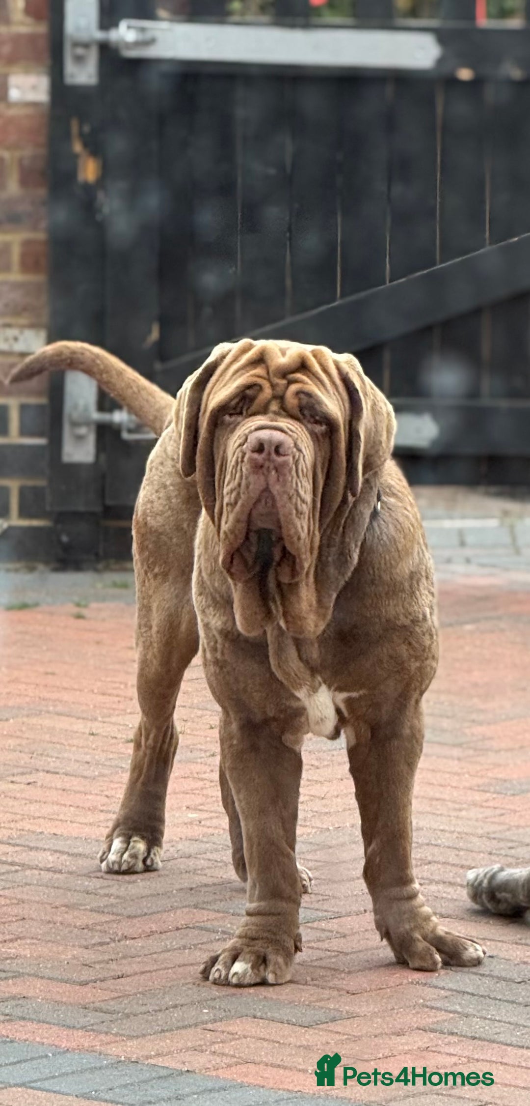 Neapolitan Mastiff dogs for sale: Nelly and vinnie Neapolitan mastiff  - Image 8