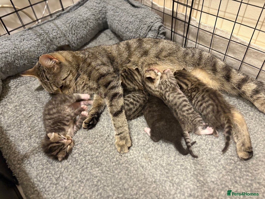 Mixed Breed cats for sale: 2 Tabby & 1 Black Female, 1 Black/White Male - Image 1