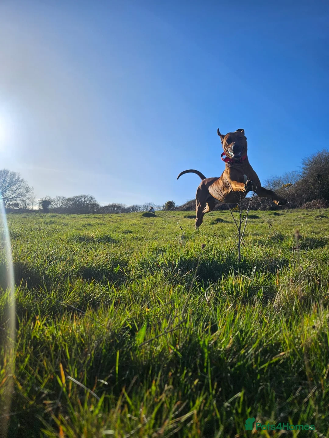 Rhodesian Ridgeback dogs for stud: Maui  in Neath - Advert 7