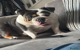 English Bulldog dogs for sale: British bulldog for sale - Image 11