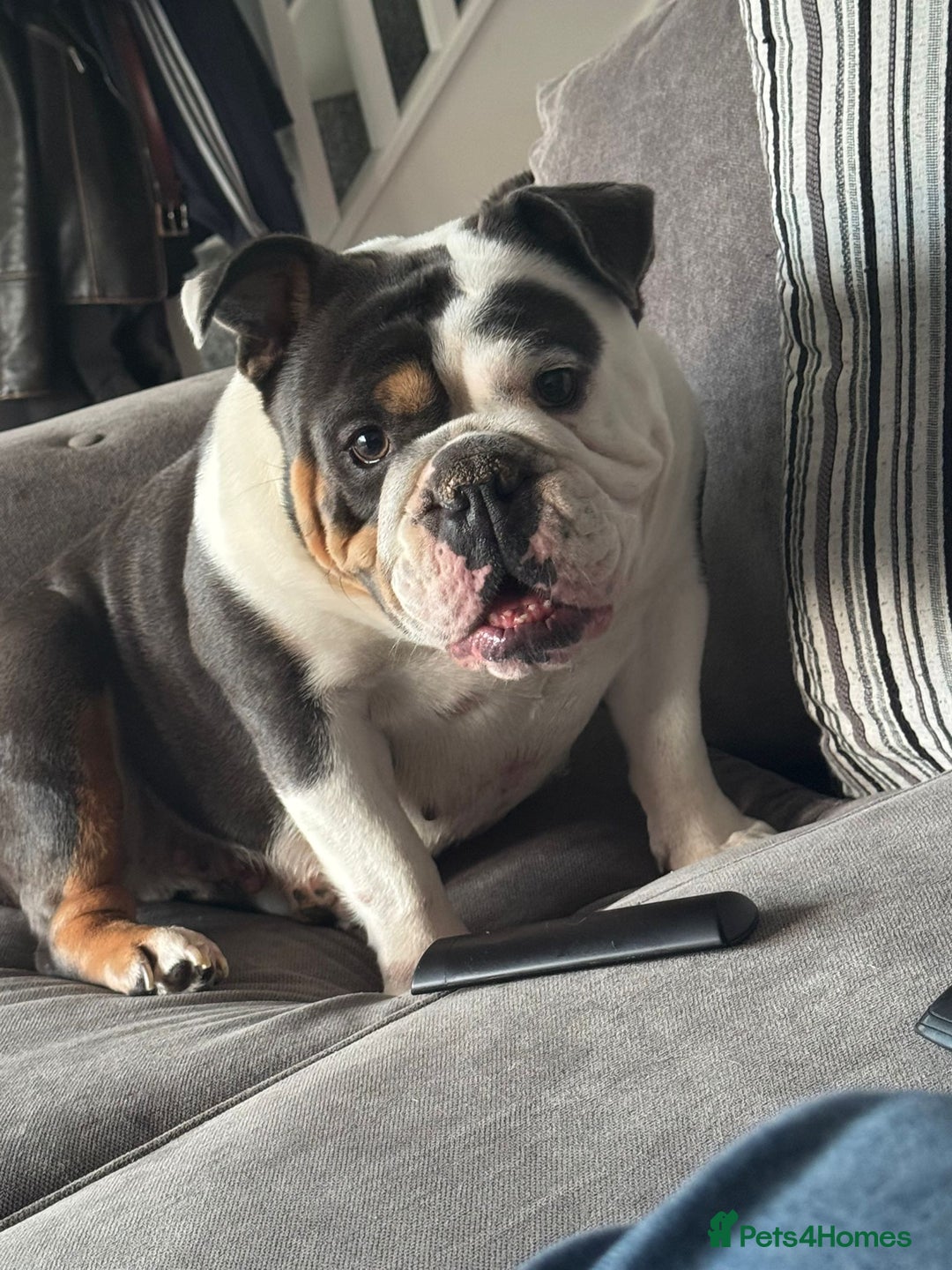 English Bulldog dogs for sale: British bulldog for sale - Image 11