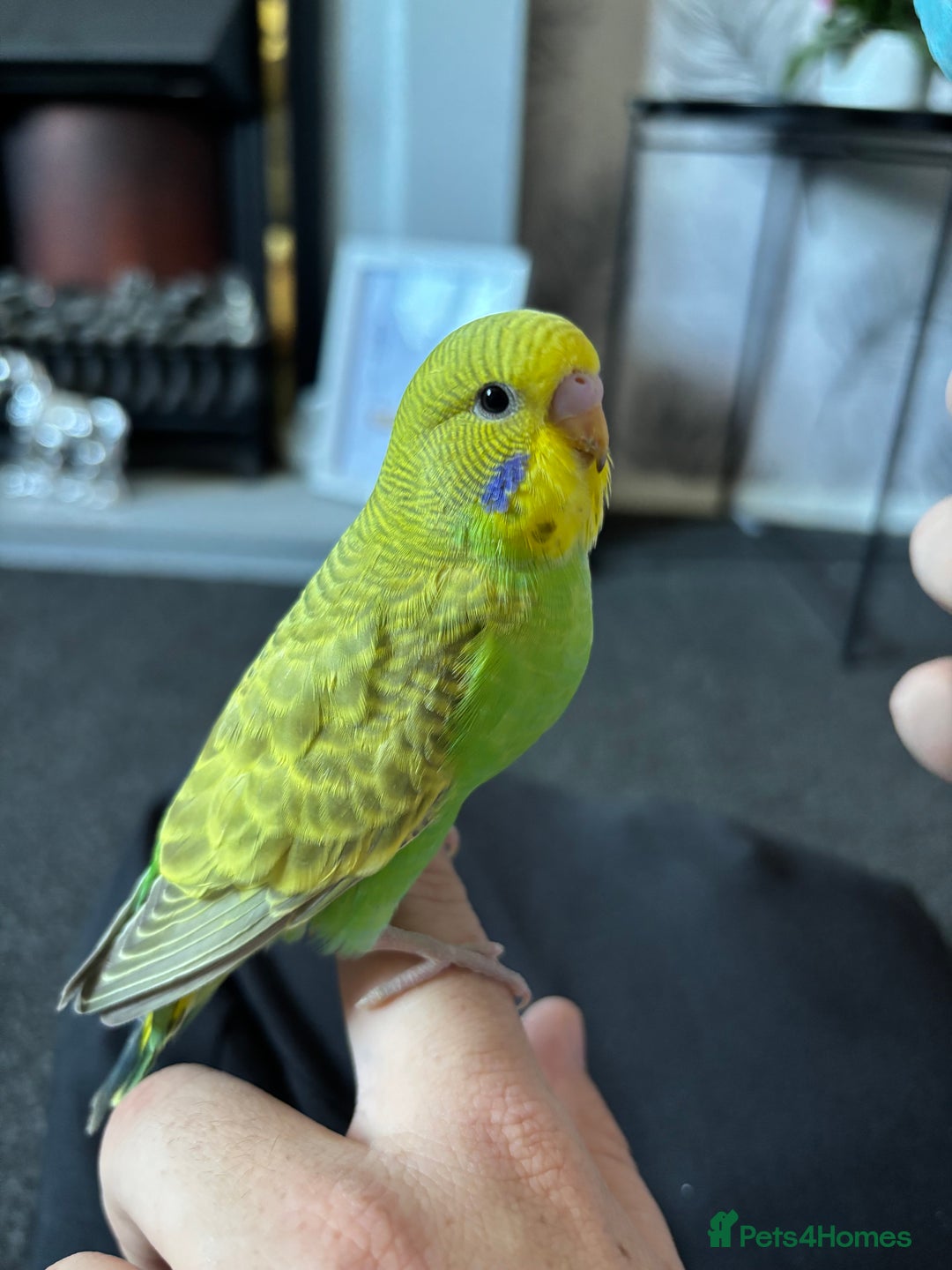 Budgerigars birds for sale: Hand reared tame baby budgies - Image 4
