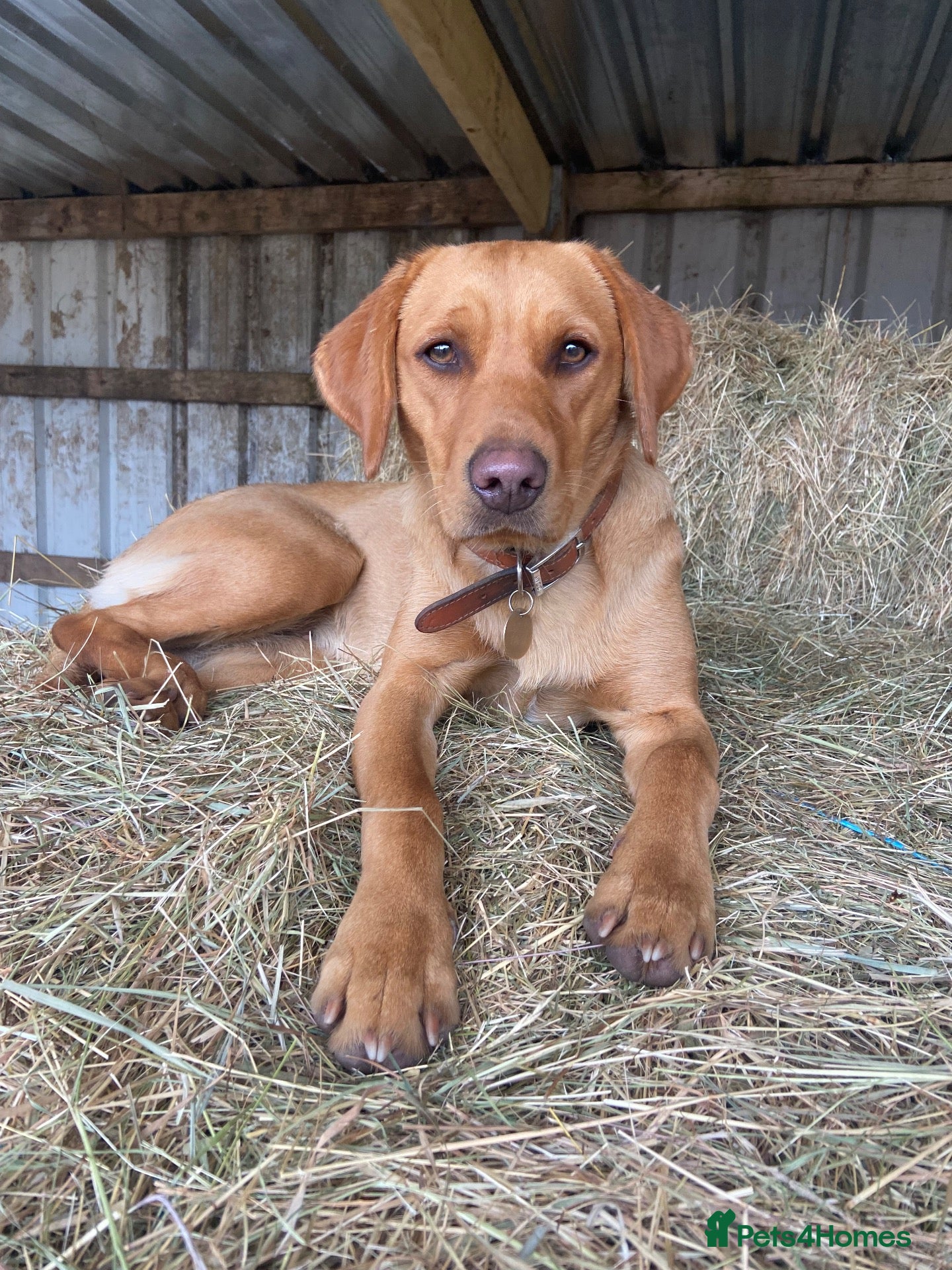 Labrador Retriever dogs Adorable KC fox red puppies  - Advert 1