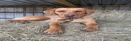 Labrador Retriever dogs for sale: Adorable fox red puppies  - Advert 5