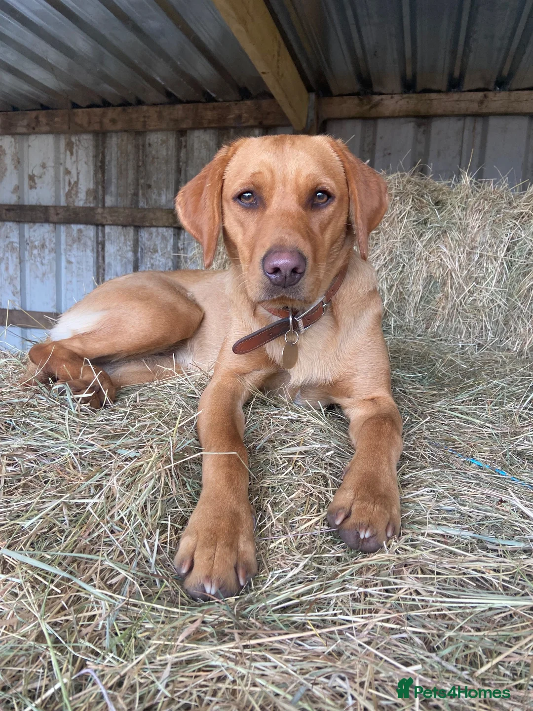Labrador Retriever dogs for sale: Adorable fox red puppies  - Advert 5