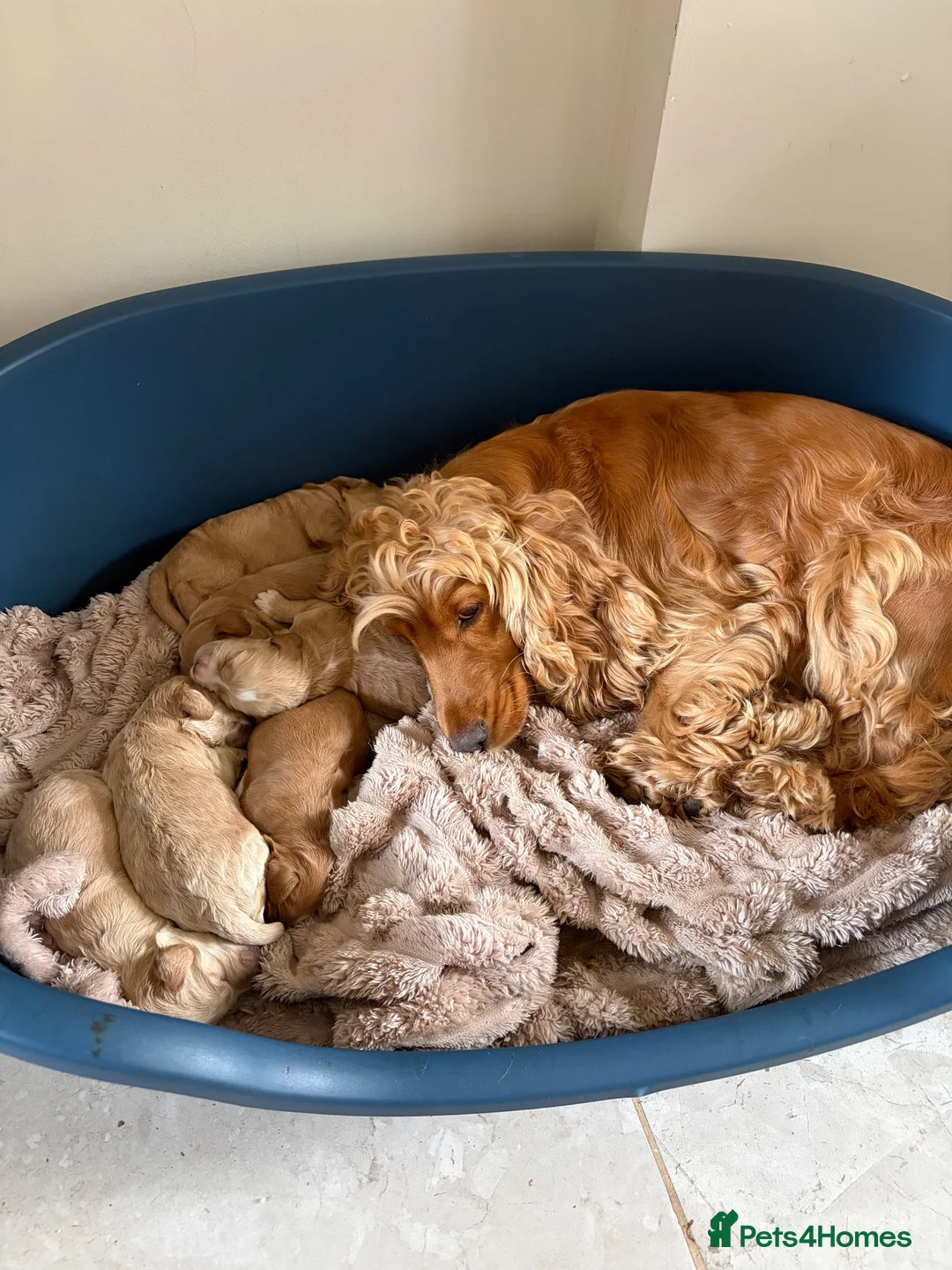 Cockapoo dogs for sale: Beautiful F1 Cockapoos  - Advert 10