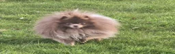 Pomeranian dogs for sale: KC Young Adult Male and Female six mo - Advert 17