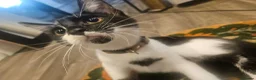 Mixed Breed cats for sale: Male cat 6 months - Advert 4