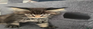 Maine Coon 1