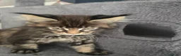 Maine Coon cats for sale:  🐾❤️ BEAUTIFUL MAINE COON KITTENS  ❤️🐾 - Advert 17
