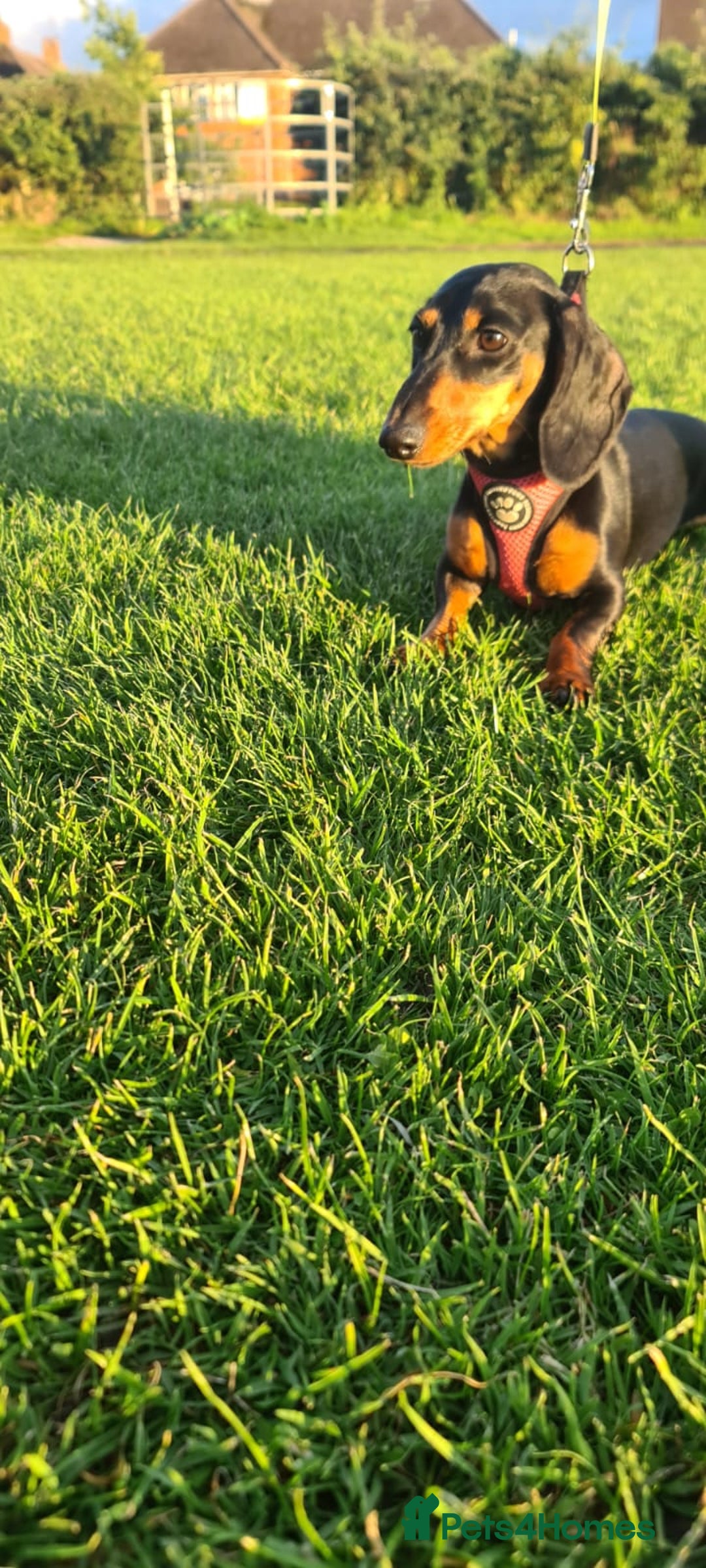 Miniature Dachshund dogs for sale: Miniature Dachshund puppies - Image 16