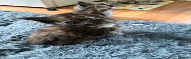 Maine Coon Kitten 2