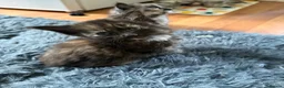 Mixed Breed cats for sale: Beautiful Part Main Coon Kittens  - Advert 9
