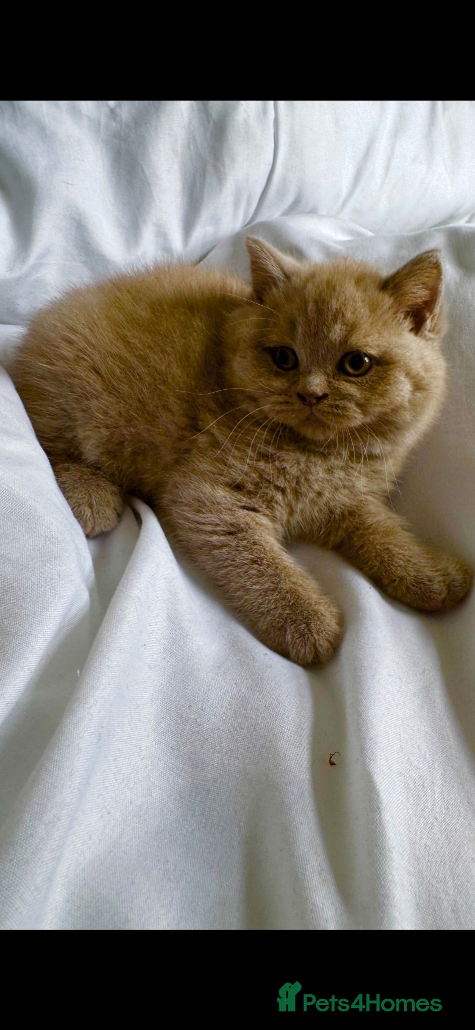 British Shorthair cats Golden British Shorthair Kittens - Advert 1