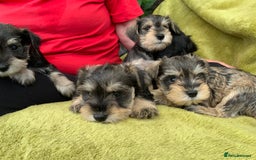 Miniature Schnauzer dogs for sale: Happy healthy miniature Schauzer puppies - Image 33