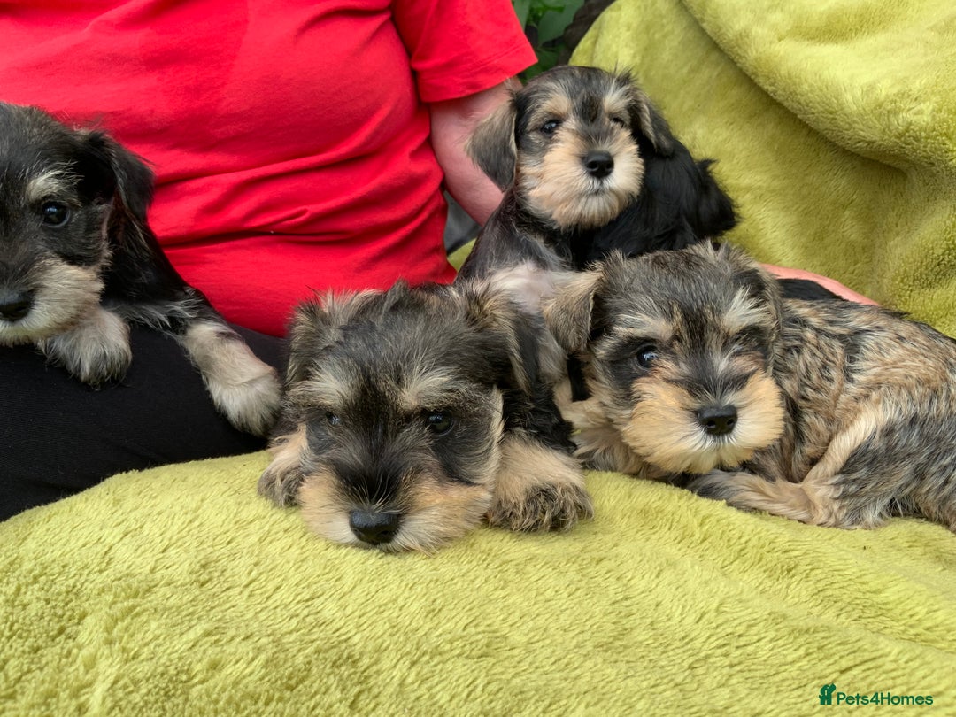 Miniature Schnauzer dogs for sale: Happy healthy miniature Schauzer puppies - Image 33