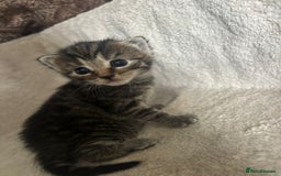 Bengal cats for sale: Bengal mix kittens  - Image 4