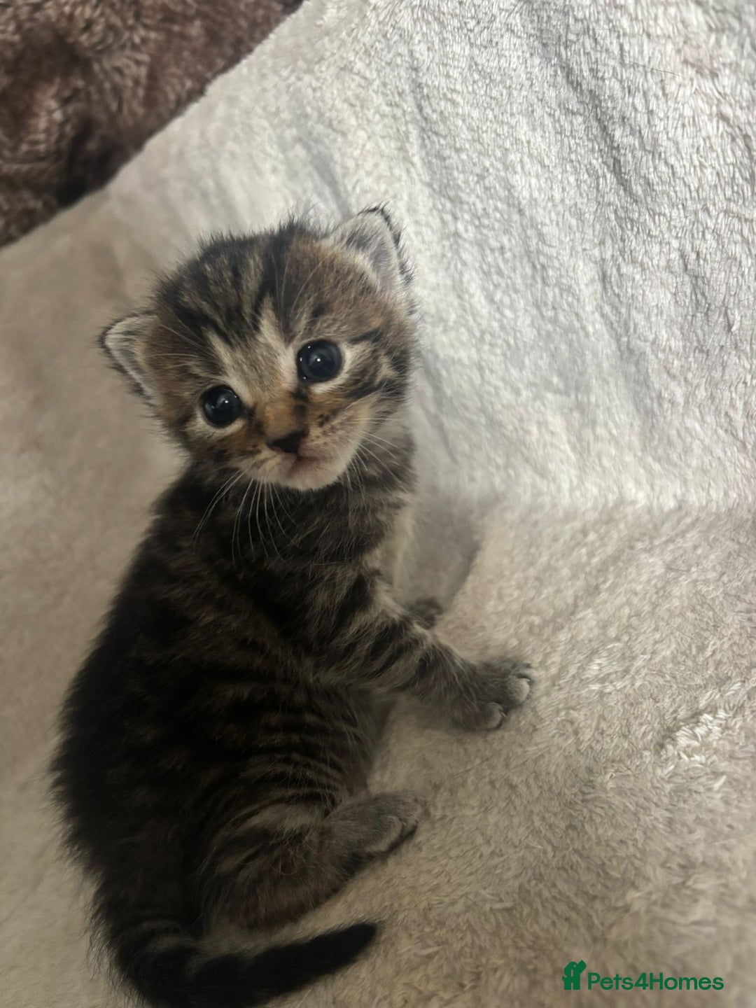 Bengal cats for sale: Bengal mix kittens  - Image 4
