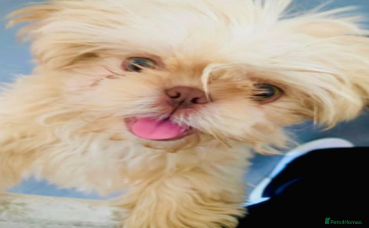 Shih Tzu dogs - Advert 13